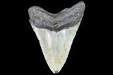 Fossil Megalodon Tooth - North Carolina #105000-1